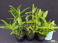 석곡/10개/랜덤발송 석곡