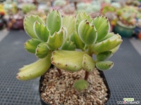 웅동자금 7-229 다육식물