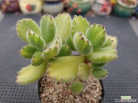 웅동자금 7-229 다육식물