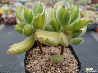 웅동자금 7-229 다육식물