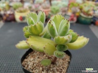 웅동자금 7-229 다육식물