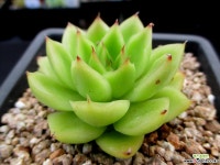 아가씨 7-489 다육식물