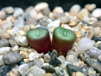 Conophytum minutum ssp.nudum Holriver H5141-2두(코노피튬 누덤7.13) 코노피튬