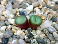 Conophytum minutum ssp.nudum Holriver H5141-2두(코노피튬 누덤7.13) 코노피튬
