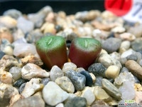 Conophytum minutum ssp.nudum Holriver H5141-2두(코노피튬 누덤7.13) 코노피튬