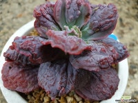 링구아스 다육식물