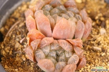 자옥로 (SF1431) 다육식물