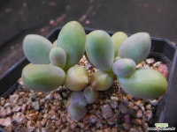 오비리데미니 714-1134 다육식물