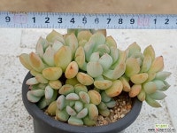 애그린원 53-102 다육식물