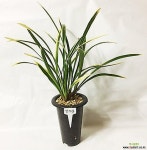 금기관(4-5촉)/난/동양란/공기정화식물/풍란/식물/농장/꽃/서양란/공기/취미/난농장/나라아트 기타 동양란