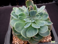 에스메랄다 철화 7-535 다육철화