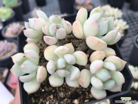 홍령군생(자연)그리소니 다육식물