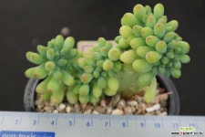 을려심철화 731 다육철화