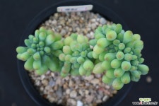 을려심철화 731 다육철화