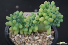 을려심철화 731 다육철화