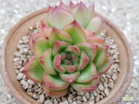 플로리디티 다육식물