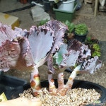 마우나로아(자연군생 다육완성품