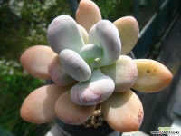 달마미인0720-1 다육식물