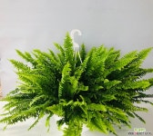 보스톤고사리(특대품 동일품배송 ) 목본류