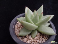 동운804 다육식물