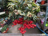 짜보 만냥금 묵은둥~ 목본류