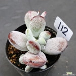 0724-112 천원상품