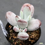 0724-112 천원상품