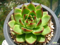 문스톤0725-2 다육식물