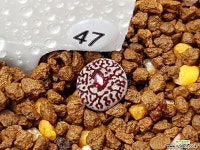 클립폰테인9 Conophytum minimum wittebergense RR714 Klipfontein) 47 코노피튬