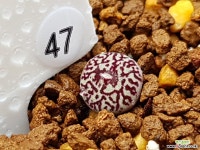 클립폰테인9 Conophytum minimum wittebergense RR714 Klipfontein) 47 코노피튬