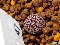 클립폰테인9 Conophytum minimum wittebergense RR714 Klipfontein) 47 코노피튬