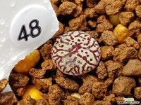 클립폰테인9 Conophytum minimum wittebergense RR714 Klipfontein) 48 코노피튬