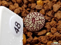 클립폰테인9 Conophytum minimum wittebergense RR714 Klipfontein) 48 코노피튬