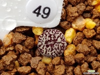 클립폰테인9 Conophytum minimum wittebergense RR714 Klipfontein) 49 코노피튬