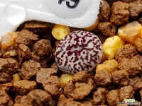 클립폰테인9 Conophytum minimum wittebergense RR714 Klipfontein) 49 코노피튬