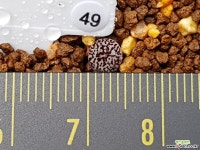 클립폰테인9 Conophytum minimum wittebergense RR714 Klipfontein) 49 코노피튬