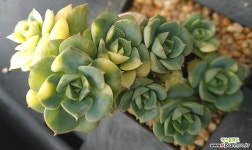 니크셔나금-군생 다육금