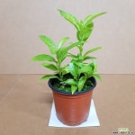 미니 야래향(SW) 2019 새상품/공기정화식물/미세먼지/공기정화효과 공기정화식물