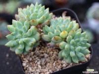 블루엘프 군생 S0698 다육식물