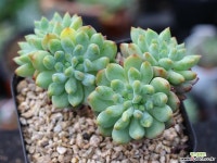 블루엘프 군생 S0698 다육식물