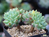 블루엘프 군생 S0698 다육식물