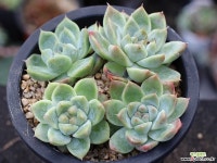 써브림 군생 S0755 다육식물