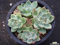 써브림 군생 S0755 다육식물