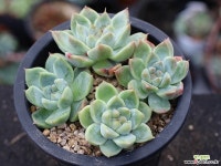 써브림 군생 S0755 다육식물