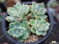 써브림 군생 S0755 다육식물