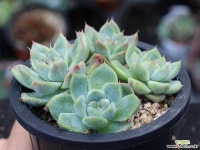 써브림 군생 S0755 다육식물