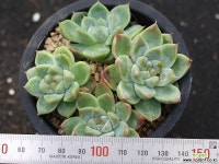 써브림 군생 S0755 다육식물