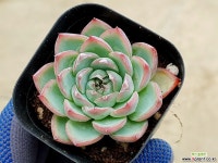 핑크크리스탈 16-115 다육식물