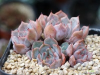 자라고사sp 군생 S0700 다육식물