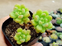 샹그릴라 57-274 다육식물